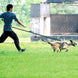Amazon direct pet supplies multi-function running reflective pull dog leash double elastic dog leash traction - Health and Wellness Innovations